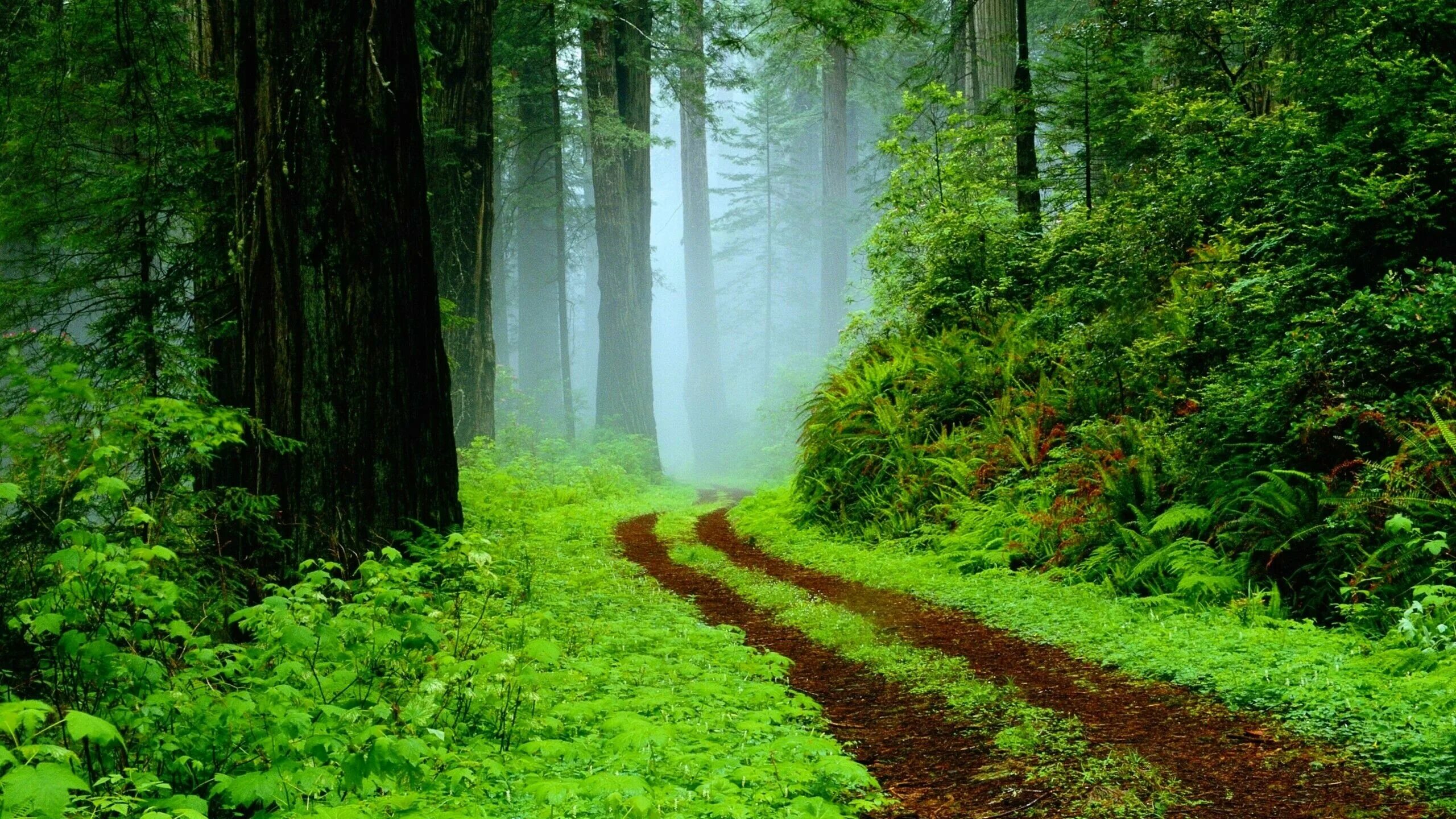 Лес Броселианд. Красивый лес. Лесная дорога. Красивые места в лесу.