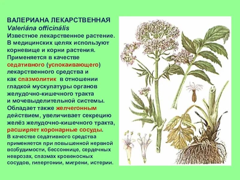 Трава корневая Валерьяна. Валериана лекарственная / Valeriána officinális. Валериана лекарственная (Valeriana officinalis). Валерьяна лекарственное растение корни.