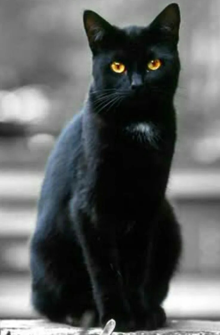 Бомбейская кошка. Бомбейская кошка черно белая. Бомбейская кошка пушистая. Бомбейская кошка с белой грудкой. Грациозная кошка