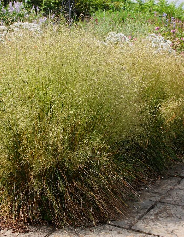 Дешампсия щучка дернистая. Щучка дернистая 'goldtau'. Луговик дернистый (щучка) "goldtau". Луговик. Щучка дернистая.