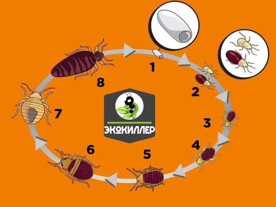 Имаго постельного клопа. Цикл развития постельного клопа. Цикл развития постельного клопа схема. Жизненный цикл клопов постельных.