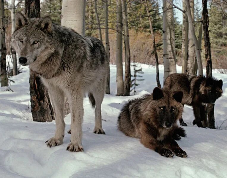 Самый главный волк. Большие волки.