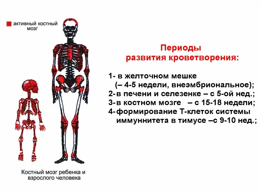 Костный мозг где находится. Красный костный мозг расположен. В скелете взрослого человека красный костный мозг расположен. Красный костный мозг у детей и взрослых.