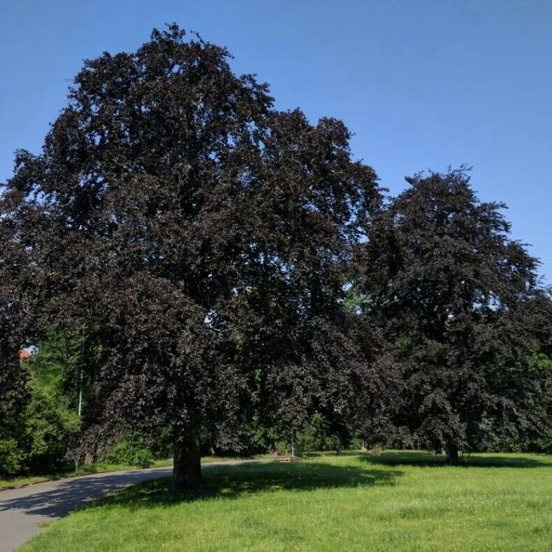 Дерево бук фото и описание. Fagus sylvatica Atropunicea. Fagus sylvatica дерево. Бук Лесной Fagus sylvatica. Бук Атропуницеа Пурпуреа.