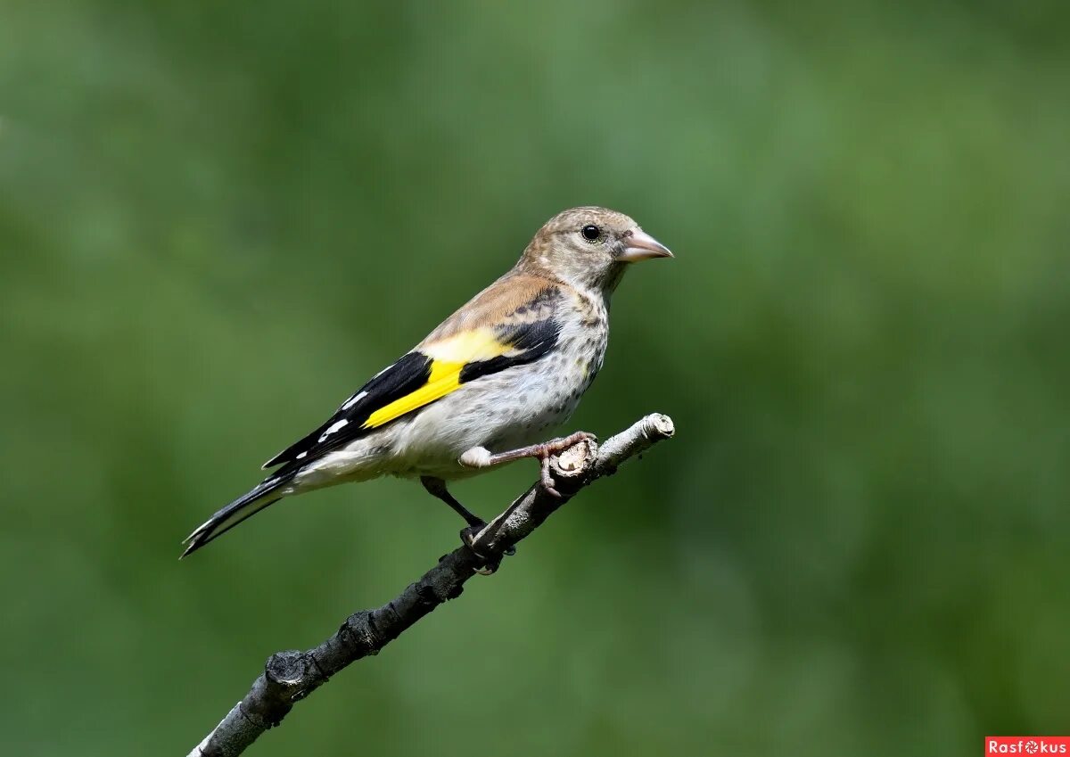 молодой щегол