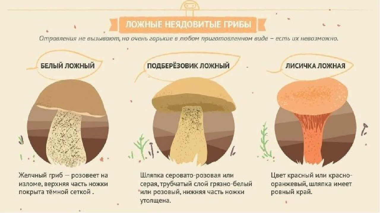 Как отличить съедобные от несъедобных. Белый гриб настоящий и ложный отличия. как отличить ложные грибы от настоящих. как отличить ядовитые грибы от съедобных.