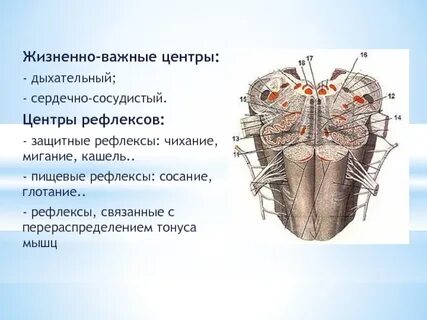 Содержит дыхательный и сердечно сосудистый центр