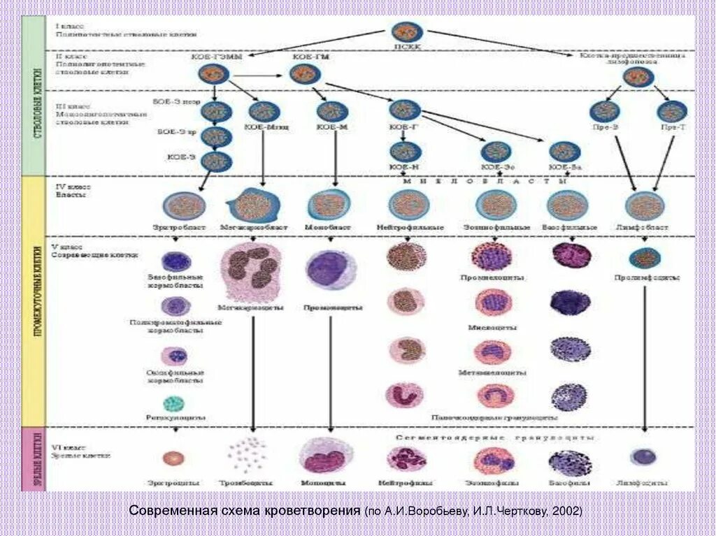 Схема клеток крови. Современная схема кроветворения эритропоэз. Гемопоэз современная схема кроветворения. Гемопоэз схема кроветворения гистология. Схема кроветворения человека гистология.