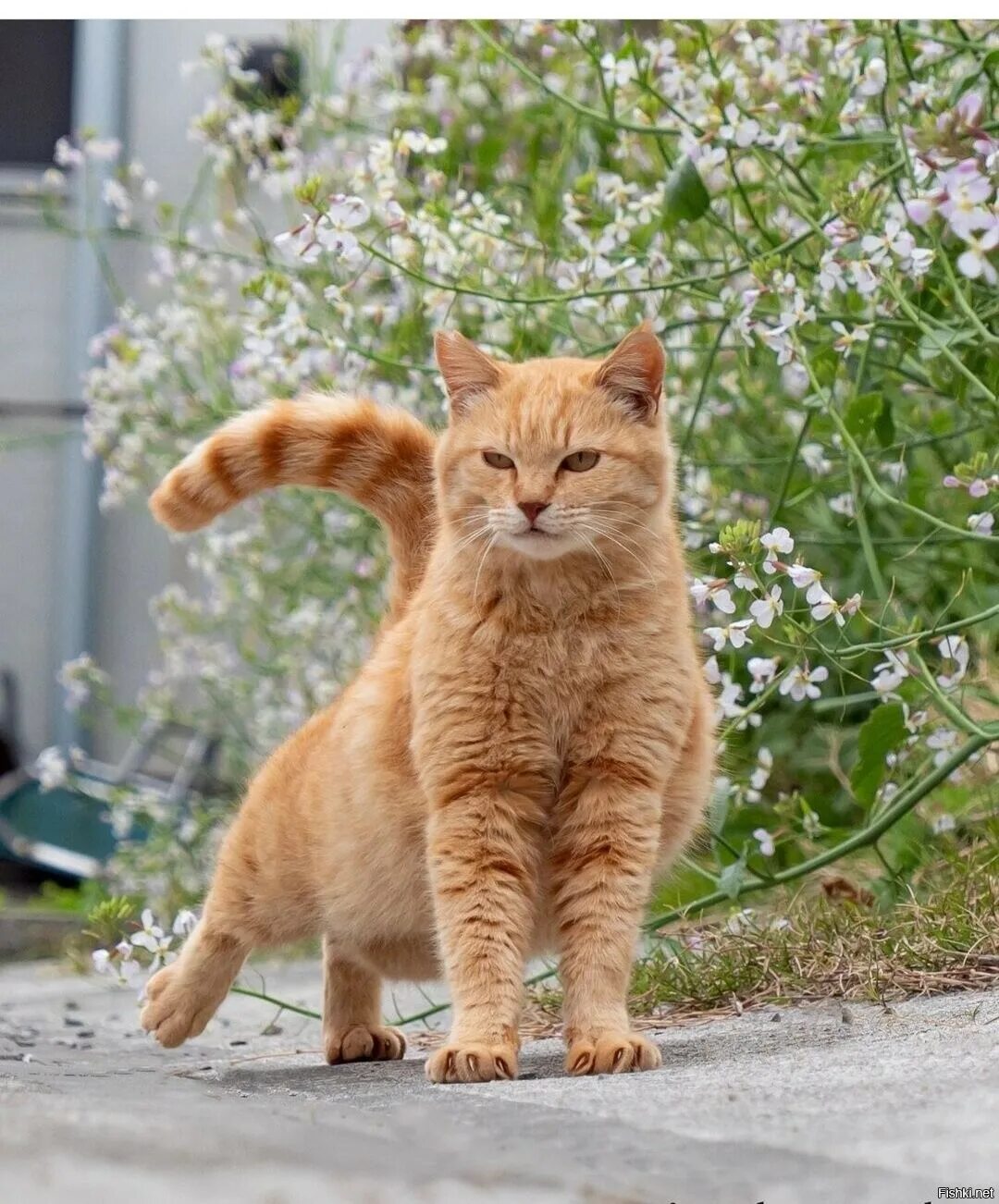 Наглый рыжий кот. Хитрый кот. Улыбка кота. Рыжий кот улыбается. Довольный кот.