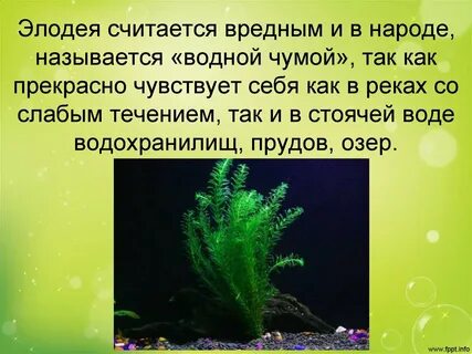 Элодея особенности внешнего строения