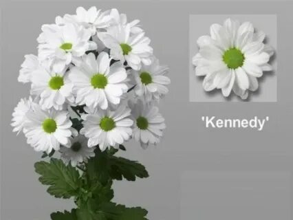 Хризантема кеннеди