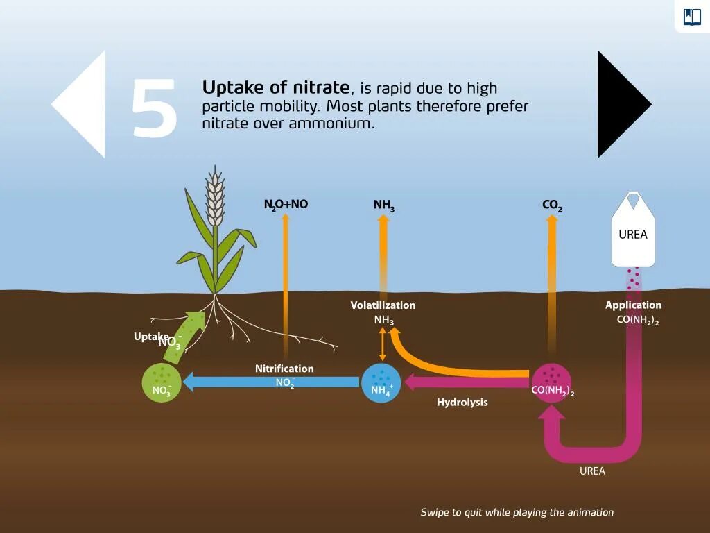 Carbon plants. Нитрификация круговорот азота. Денитрификация круговорот азота. Нитрификация почвы. Азот в почве.