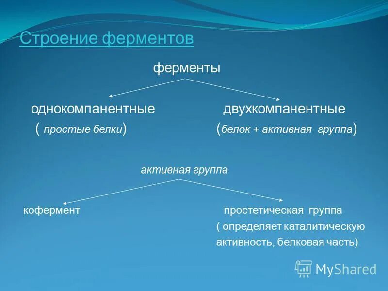 Укажите функцию ферментов. Функции ферментов. Структура ферментов.