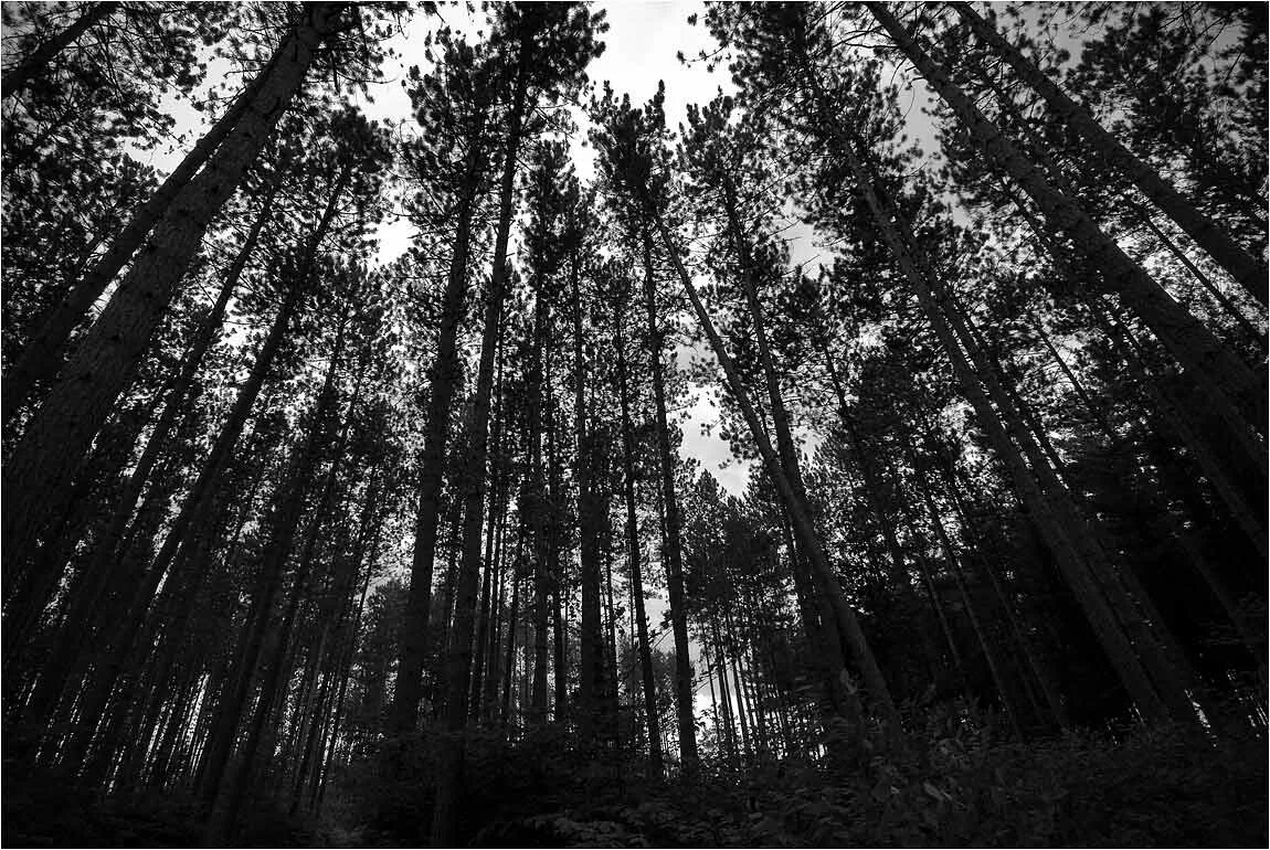 черном лесном. черном лесном. страшный лес. черном лесном. белый лес.