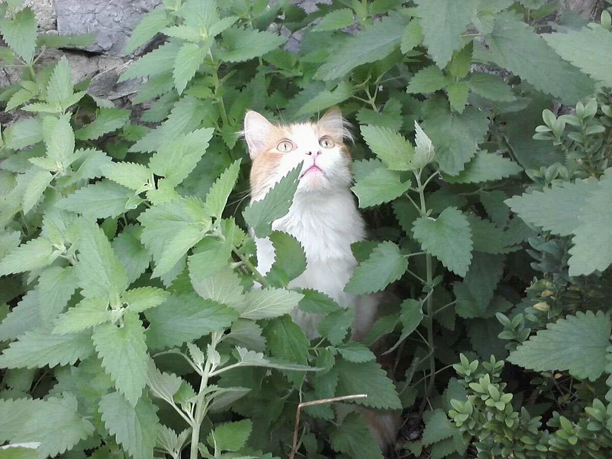 Котовник Кошачья мята. Котовник кошачий (Nepeta cataria). Catnip Кошачья мята. Котовник Кошачья мята и коты.