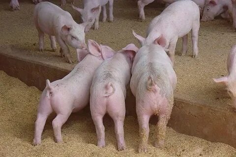 Зачем купируют поросят