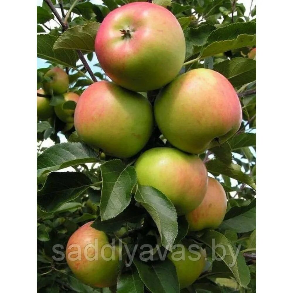 Слива стенли. Саженцы яблоня лобо. Сорт сливы стенлей. Зкс и окс саженцы. Калина красная обыкновенная.