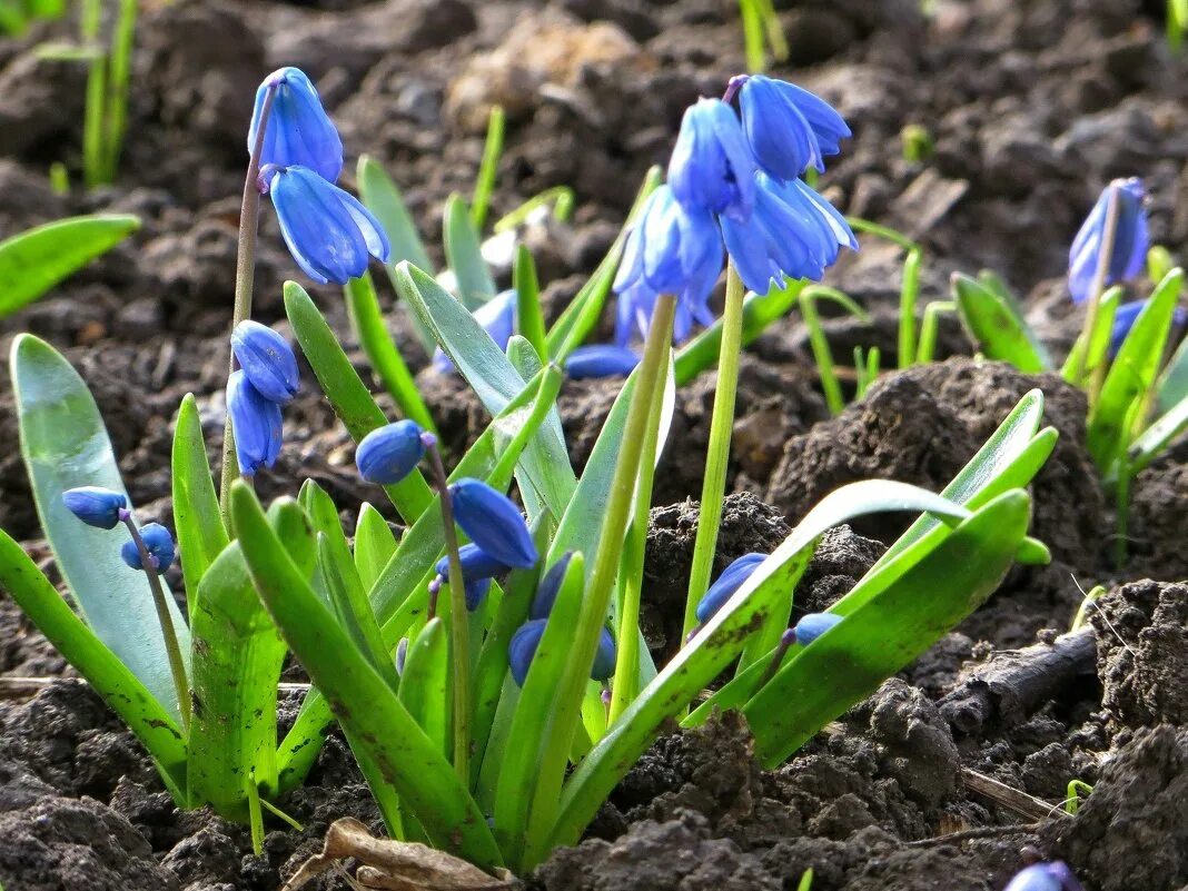 пролеска розена подснежник. сибирская пролеска и подснежник. сцилла первоцвет. голубые первоцветы пролески. пролеска сцилла голубой подснежник.