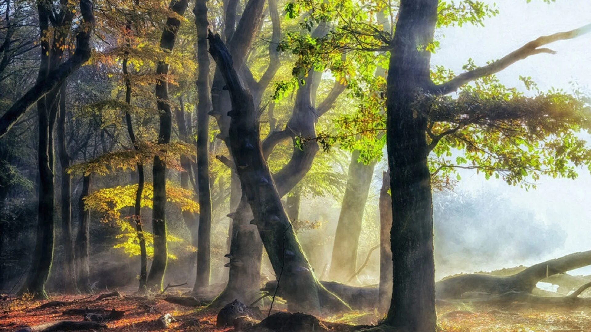 Nature работа. Ларс Ван де ГУР. Фотографии Ларса Ван де ГУРА. Пейзаж леса. Профессиональные пейзажи.