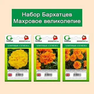 Семена 2024 профессиональные каталог