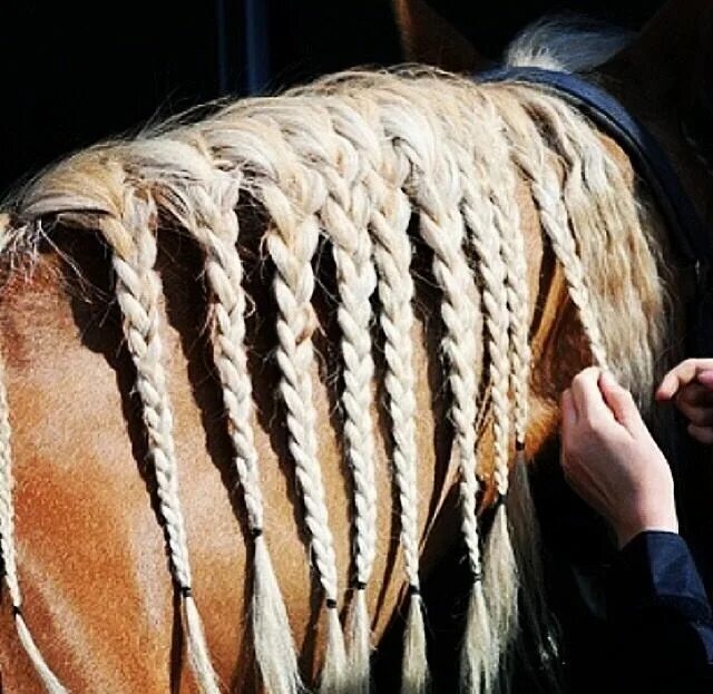 Horse hair. Красивые прически для лошадей. Прически для гривы лошади. Лошадь с косичками. Заплетенная лошадь.