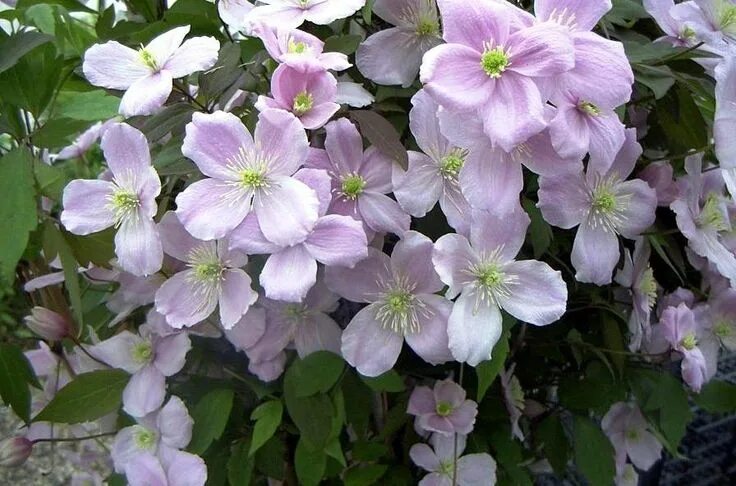 Spring. Large flowering vine. Clematis 'Fragrant Spring.' 20- 30 feet. May to Ju