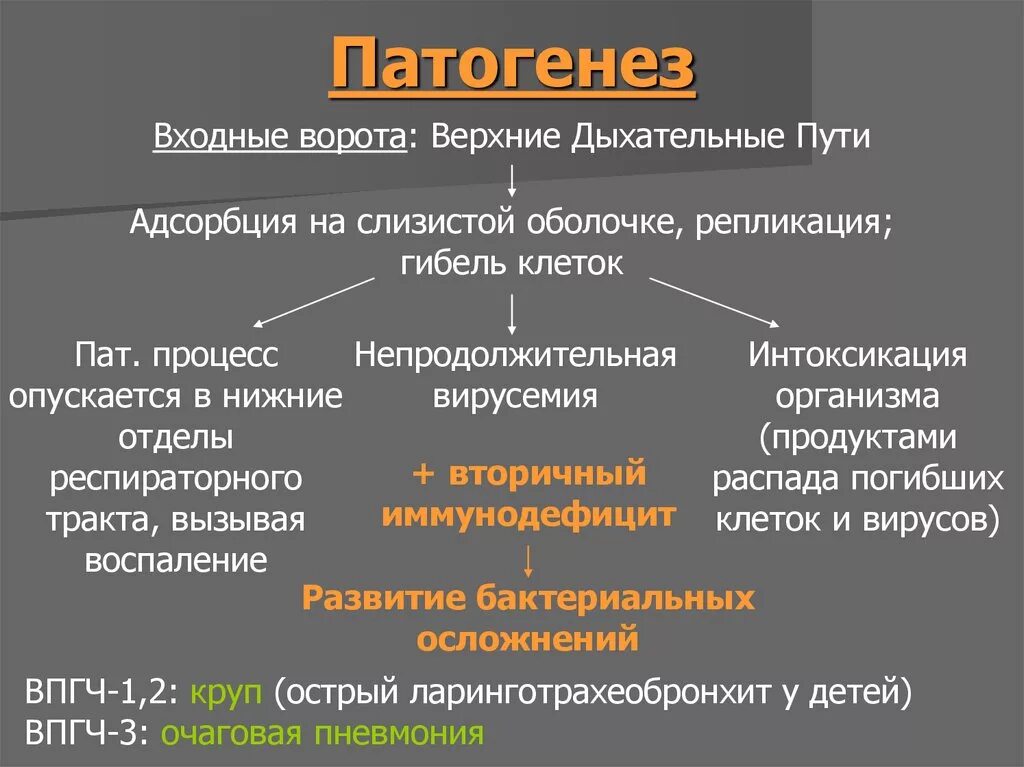 Парагрипп патогенез. Вирус парагриппа патогенез. Парагрипп патогенез кратко. Парагрипп этиология патогенез. Вирусы патогенез