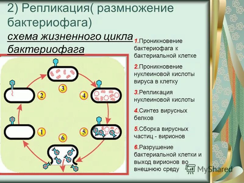 жизненный цикл бактериофага схема. этапы жизненного цикла бактериофага. цикл развития бактериофага схема. последовательность цикла бактериофага. взаимодействие бактериофага с оболочкой бактерии.