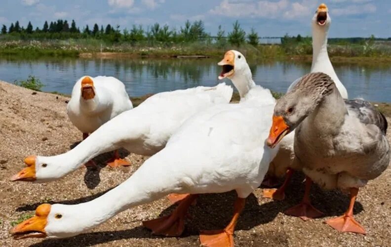 Нападающий гусь. Гусь атакует. Гусь атакует. Гусь. Утка нападает на человека.