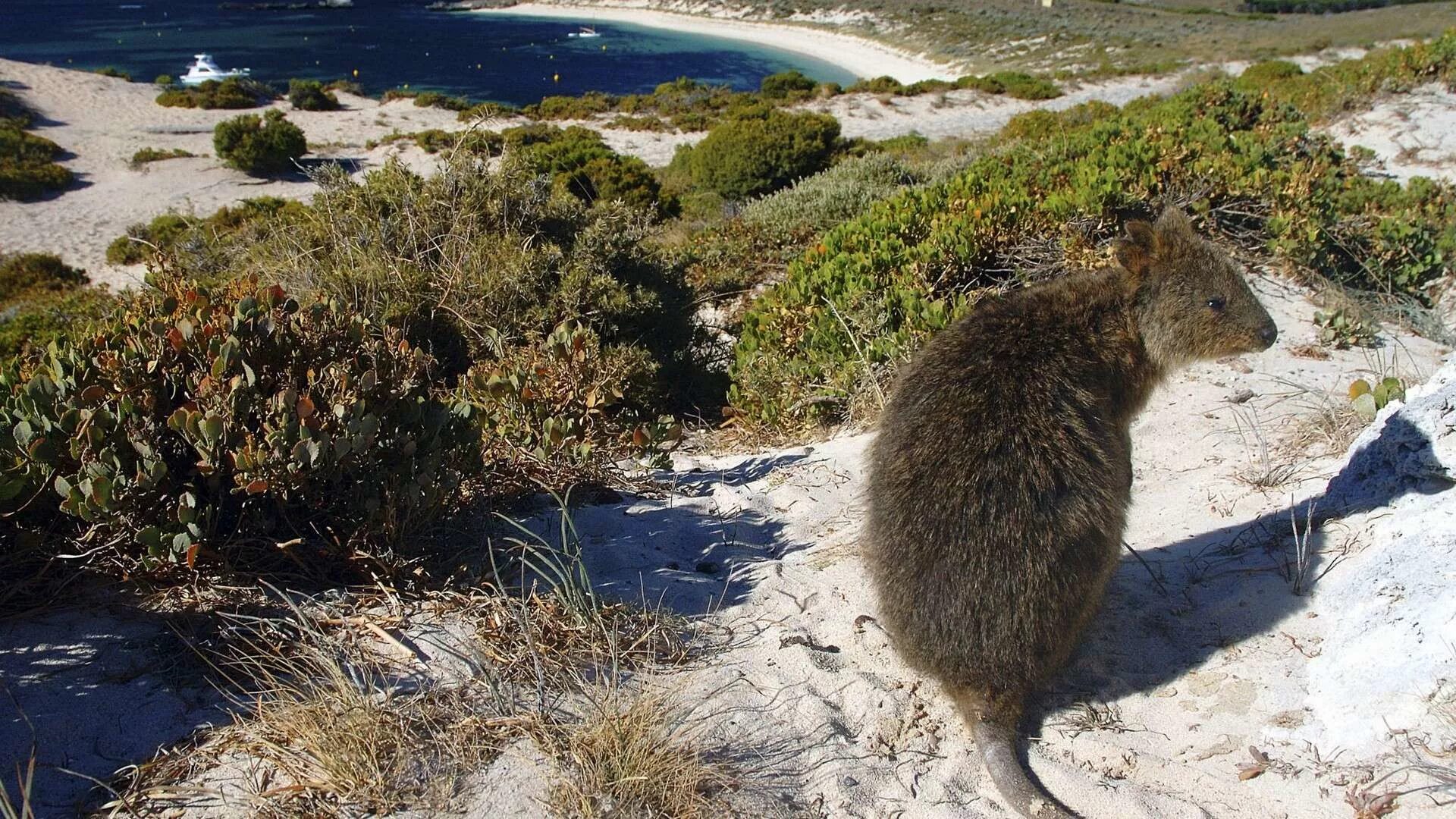Pin by Jared Schnabl on Koalas Koala bear, Koala, Australian animals