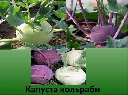 Капуста кольраби когда сеять