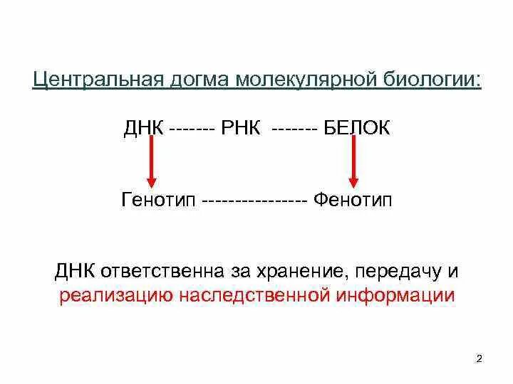 Фенотип как результат реализации наследственной информации. Схема передачи генетической информации центральная догма. схема центральная догма молекулярной генетики. центральная догма молекулярной биологии: днк– рнк – белок. центральная догма молекулярной биологии. постулат крика.