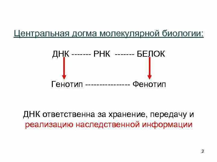 Схема передачи генетической информации Центральная Догма. Центральная Догма молекулярной генетики схема. Центральная Догма молекулярной биологии (ДНК-РНК-белок).. Схема догмы молекулярной биологии.