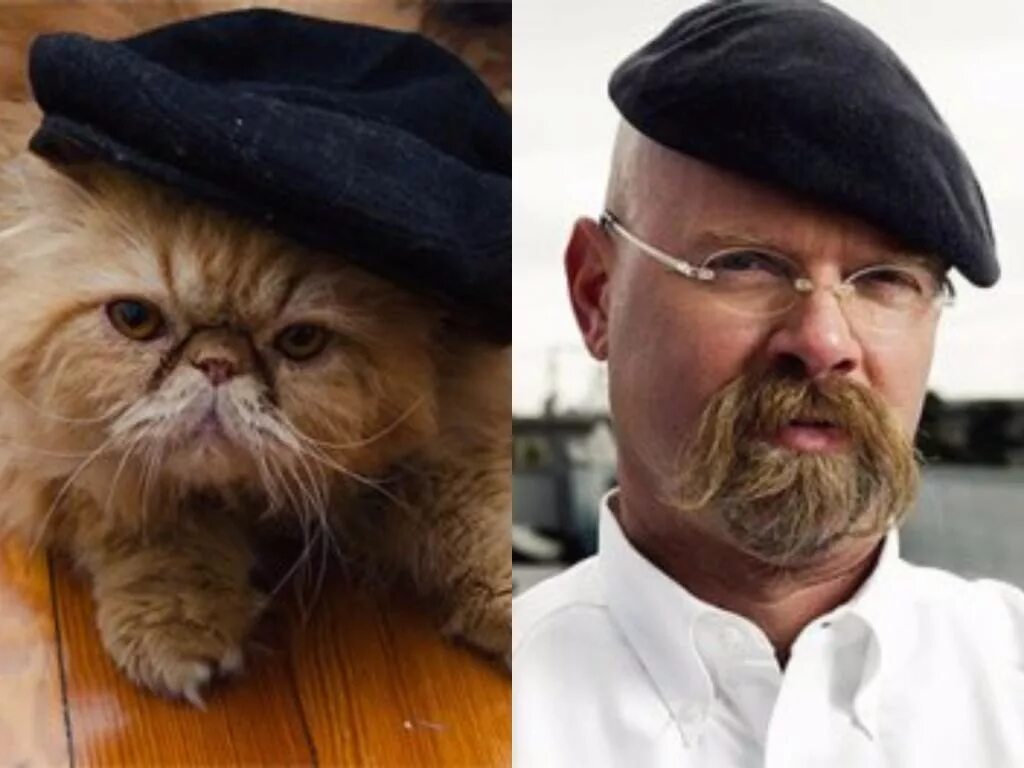 Похож на кота enveel. Похож на кота. Кот похожий на человека. Коты похожие на людей. Коты похожие на знаменитых людей.