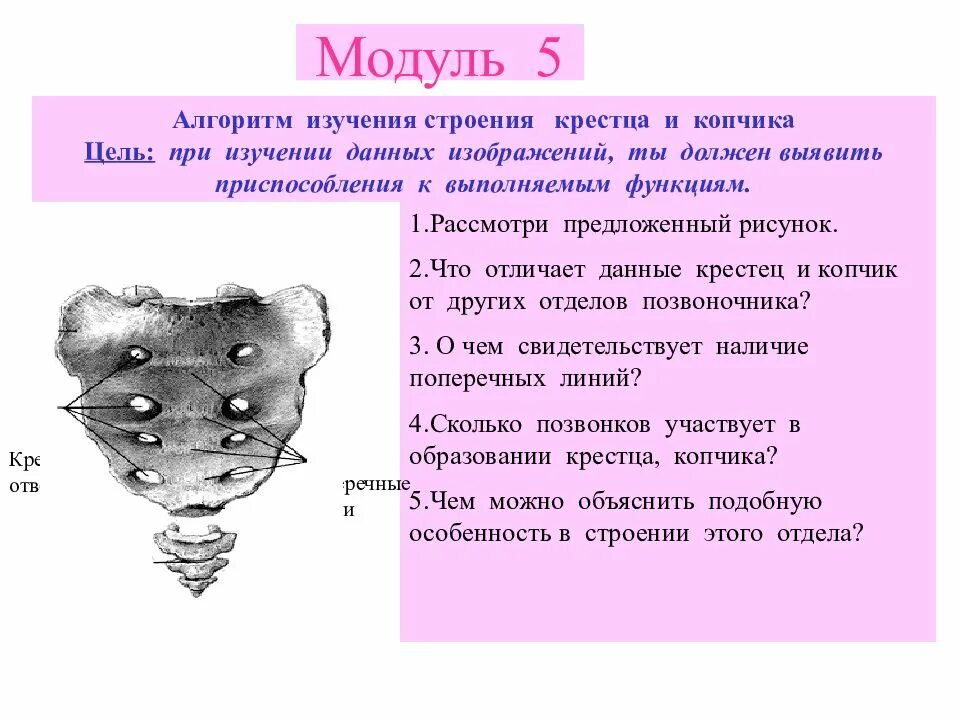 Что свидетельствует о наличии у человека. Строение крестца. Крестец и копчик анатомия. Связки крестца и копчика анатомия. Строение крестца животных.