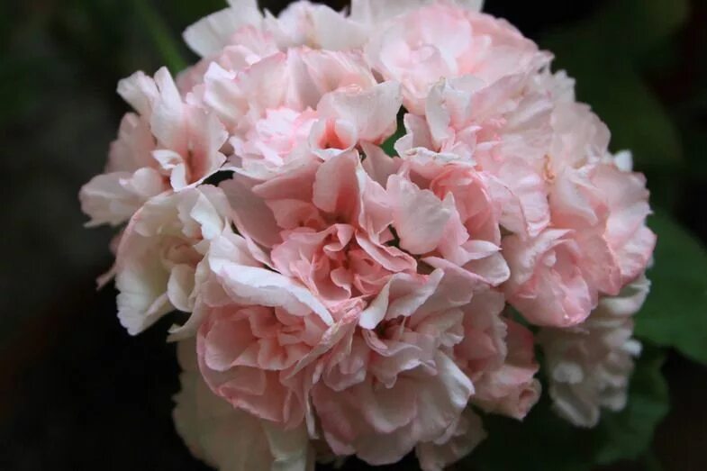 Герань эдвардс элеганс. Герань edwards elegance. Пеларгония edwards. Пеларгония edwards christina. Зональная пеларгония edwards elegance.