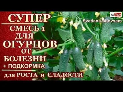 Чем удобрять огурцы осенью