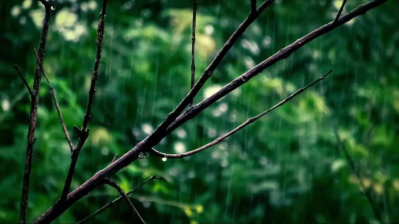 Rain tree