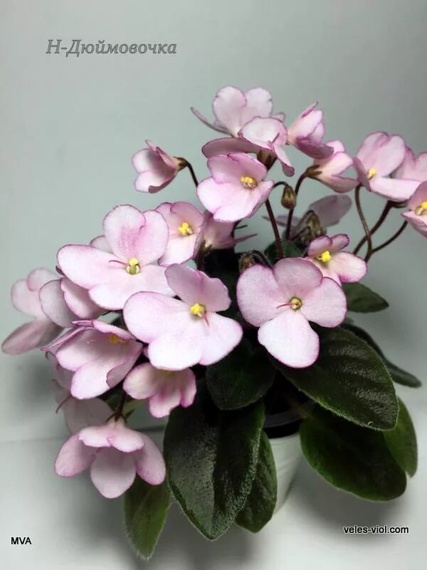 фиалка дюймовочка. фиалка дюймовочка мини. фиалка дюймовочка. н-дюймовочка (н. фиалка дюймовочка.