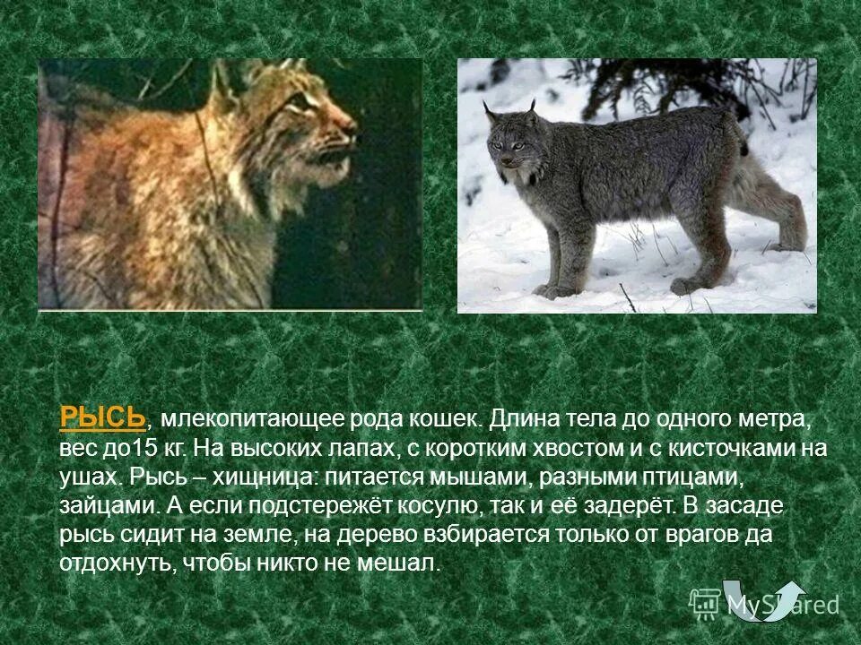 виверровые генетта. генетта кошка. доклад про дикую кошку. фоссы мадагаскар. рассказ о пуме.