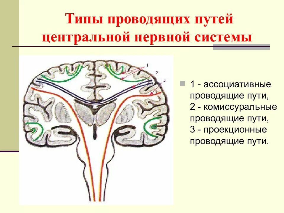 Проводящие системы головного мозга. Комиссуральные и ассоциативные проводящие пути. Проводящие пути ассоциативные комиссуральные проекционные. Проводящие пути центральной нервной системы анатомия. Классификация проводящих путей центральной нервной системы.