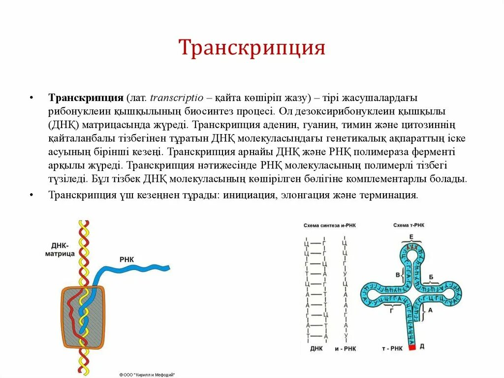 Строение транскрипции ДНК. Схема транскрипции. Транскрипция инициация элонгация терминация. Схема инициации транскрипции.