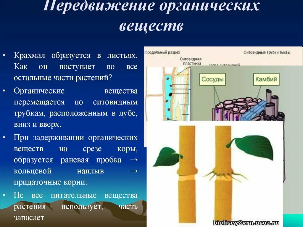 Передвижение органических веществ в стебле. Передвижение органических веществ осуществляется по. Передвижение органических веществ по растению. Передвижение по стеблю органических веществ. Какой слой стебля окрасился в подкрашенной воде