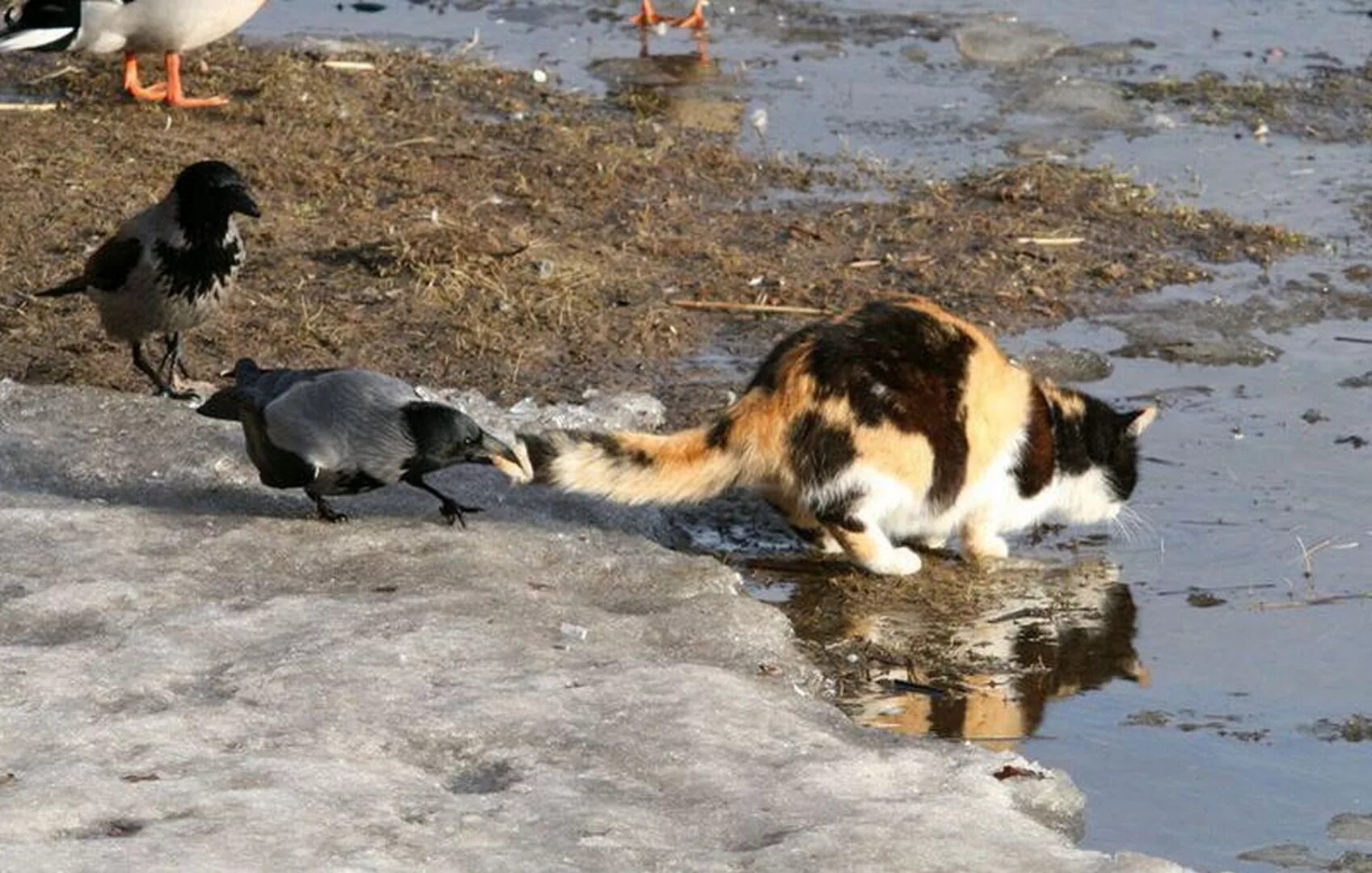 Гонять ворон. Кот и ворона. Кошки и вороны. Ворона нападает на кошку. Ворона клюет кошку.