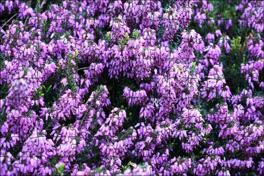 Куст с лиловыми цветками