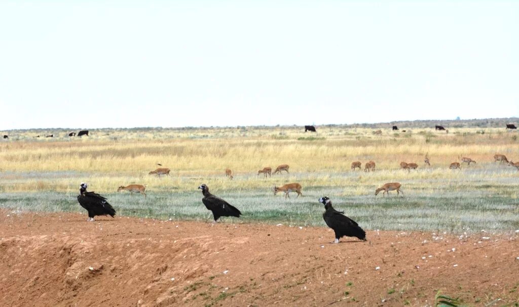 черные земли территория