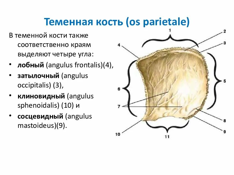 Теменная кость неподвижная. Теменная кость строение. Теменная кость кратко. Теменная кость анатомия. Теменная кость строение кратко.