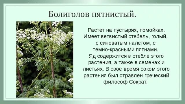 Conium maculatum - Image of an specimen - Plantarium