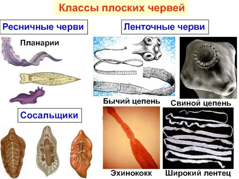К какому типу относятся плоские черви. Основные представители плоских червей. тип плоские черви класс ленточные представители. классы паразитических плоских червей. представители паразитических плоских червей.