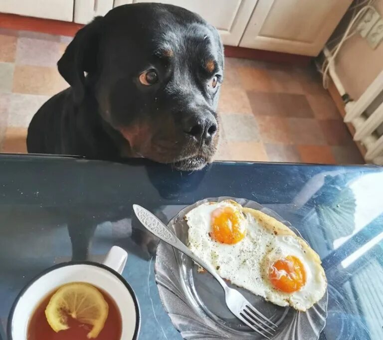 Просит еду. Собака выпрашивает еду со стола. Собачка просит еду. Собака просит еду. Во сне просят еду